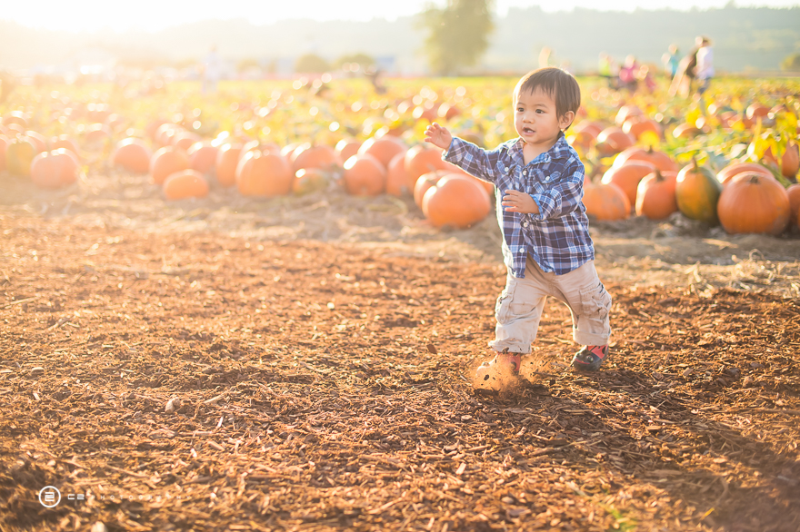 Cornfield 10-5-14-11